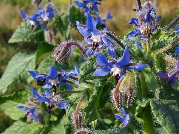 بررسی خواص عرق گل گاوزبان 